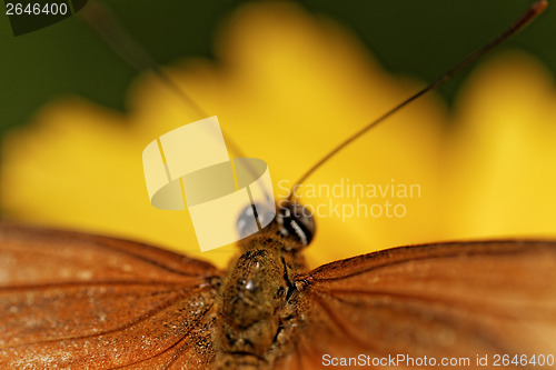 Image of Orange butterfly