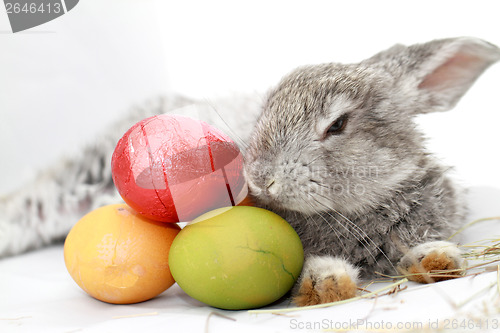 Image of Gray rabbit