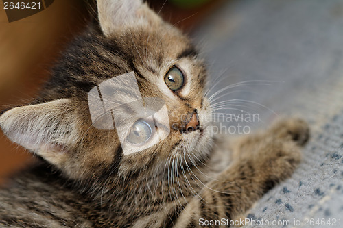 Image of Tabby kitten