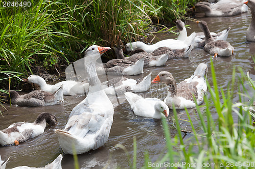 Image of Offspring of geese