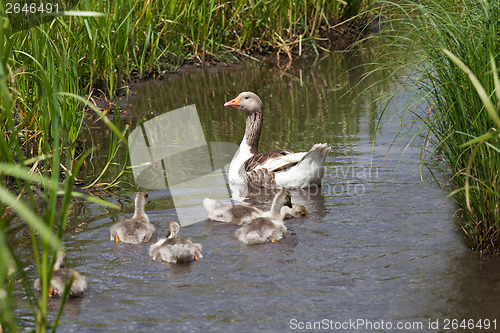 Image of Goose and goslings swimming in river