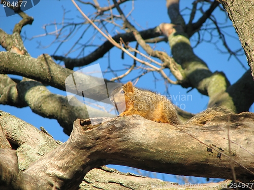 Image of Squirrel in Tree