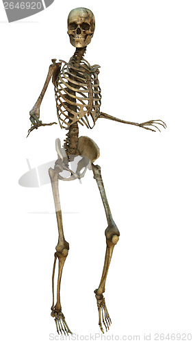 Image of Human Skeleton