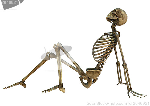 Image of Human Skeleton