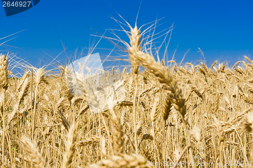 Image of Wheat field