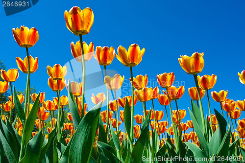 Image of Tulip flowers