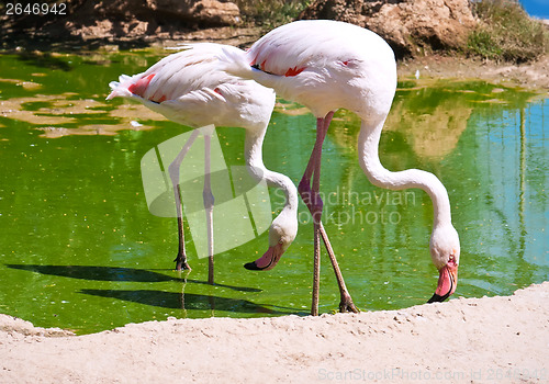 Image of Flamingo