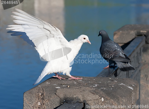 Image of White pigeon