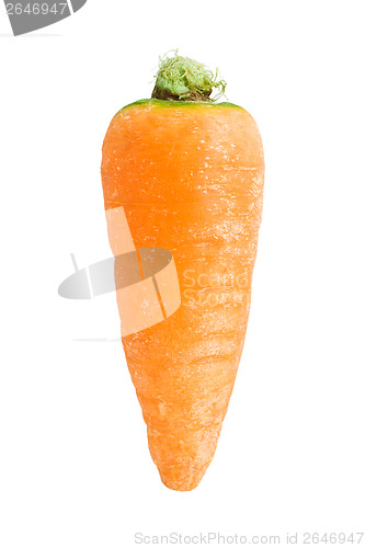Image of Carrot