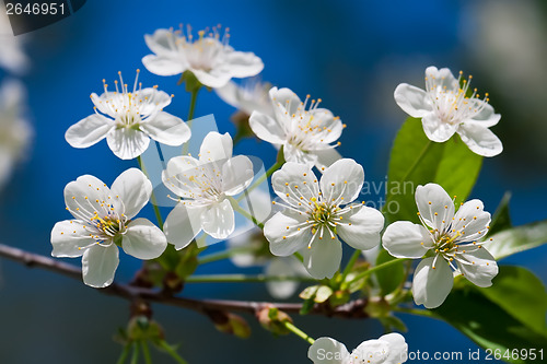 Image of Apple flowers