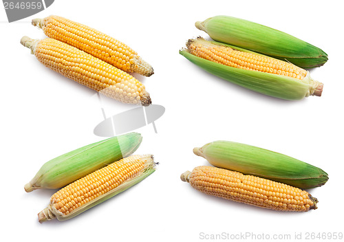 Image of Corn