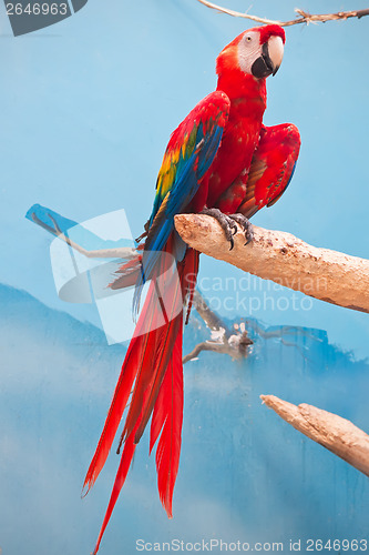 Image of Ara parrot