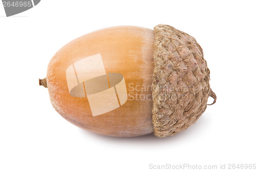 Image of Acorn