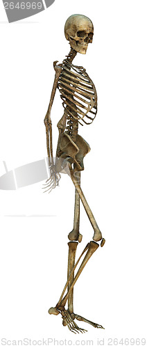 Image of Human Skeleton