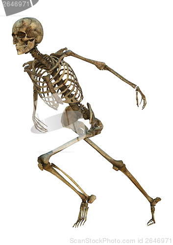 Image of Human Skeleton