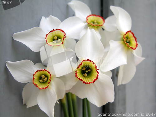 Image of flowers
