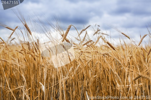 Image of Wheat field