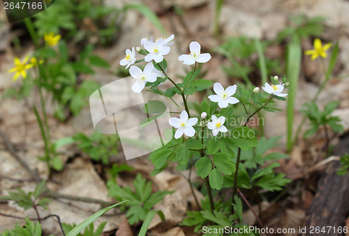 Image of Spring flowers