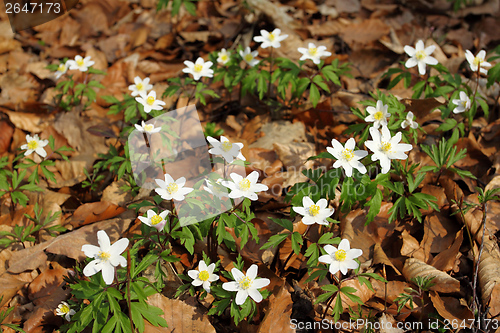 Image of Anemones