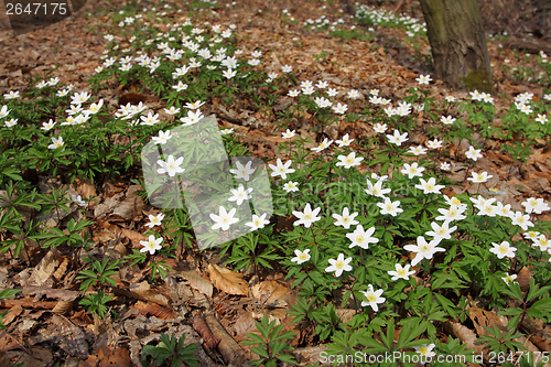 Image of Anemones