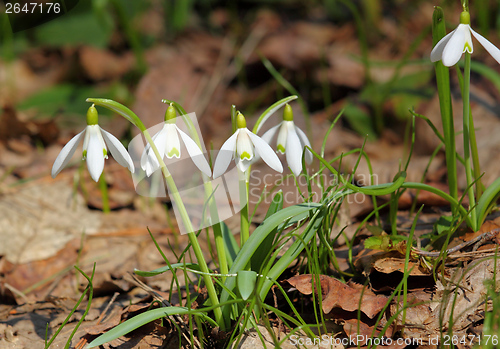 Image of Snowdrops