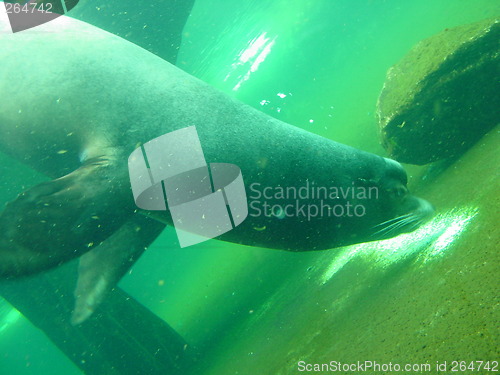 Image of Sea Lion