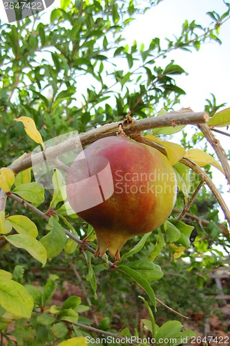 Image of pomegranate 