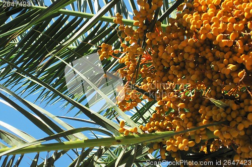 Image of date fruits natural background