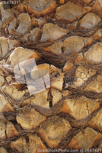Image of palm tree trunk texture 