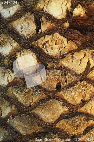 Image of palm tree trunk texture