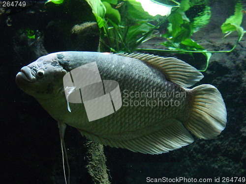 Image of Big tropical fish