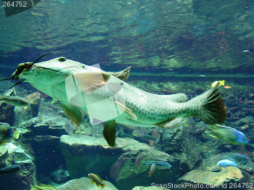 Image of Big Fish