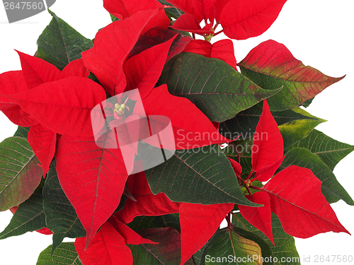 Image of Christmas Star Flower, Poinsettia