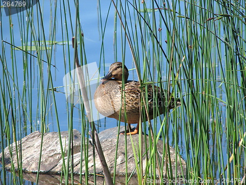 Image of Duck on stone