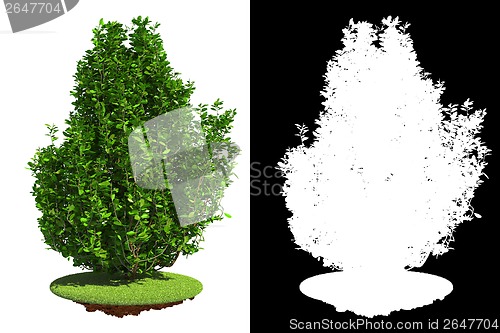 Image of Green Shrub with Detail Raster Mask.