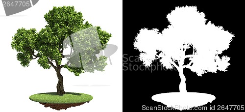 Image of Tree Isolated on White Background.