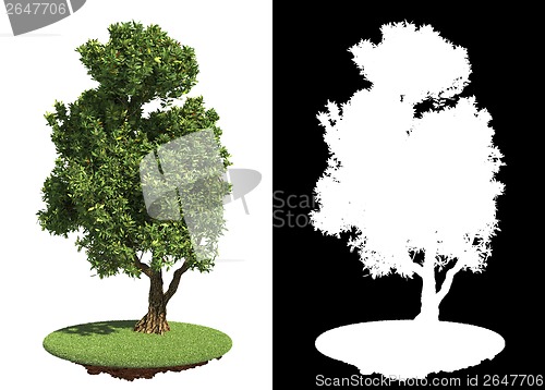 Image of Green Tree Isolated on White Background.