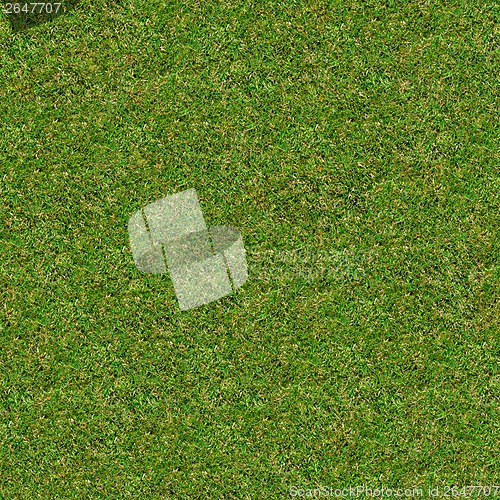 Image of Green Meadow Grass. Seamless Texture.