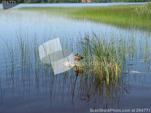 Image of Duck on stone
