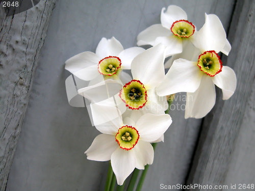 Image of flowers