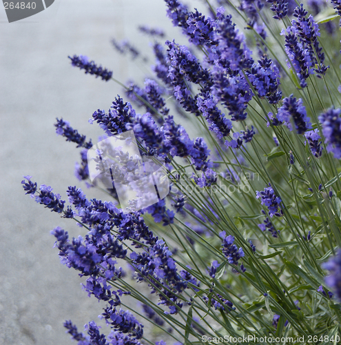 Image of Lavender