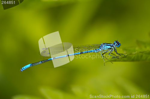 Image of Damselfly