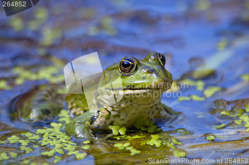 Image of Frog