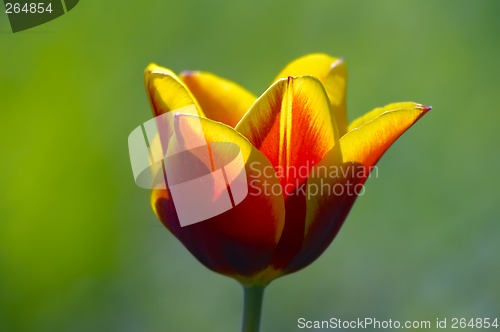 Image of Tulip