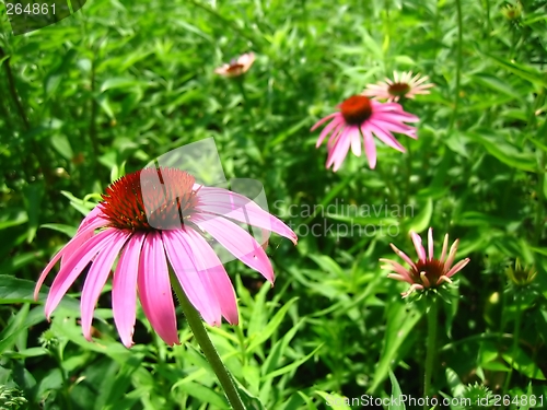 Image of Purple Coneflowers