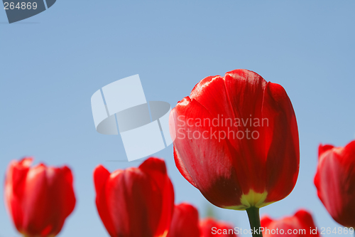 Image of Red tulips field