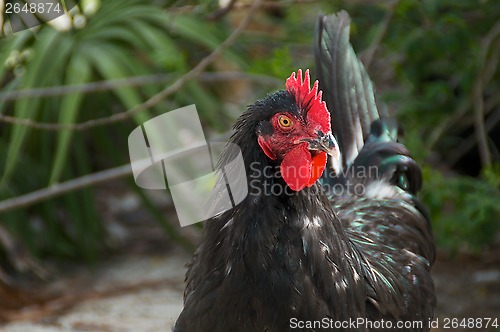 Image of portrait of black maran rooster