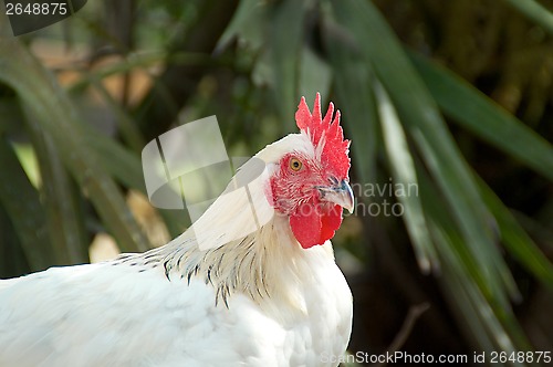 Image of portrait of white maran rooster
