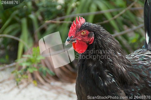 Image of profile of maran cock chicken