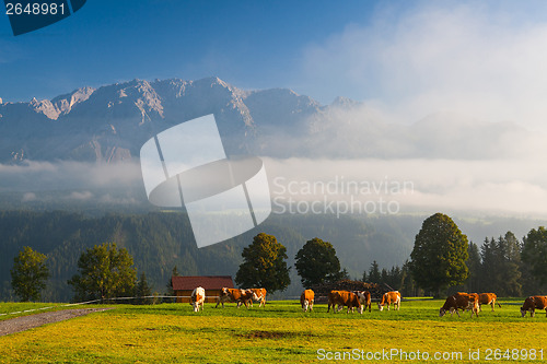 Image of On pasture in the morning mist